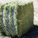 Standlee Premium Western Forage 50 Lb. Premium Timothy Grab & Go Compressed Bale